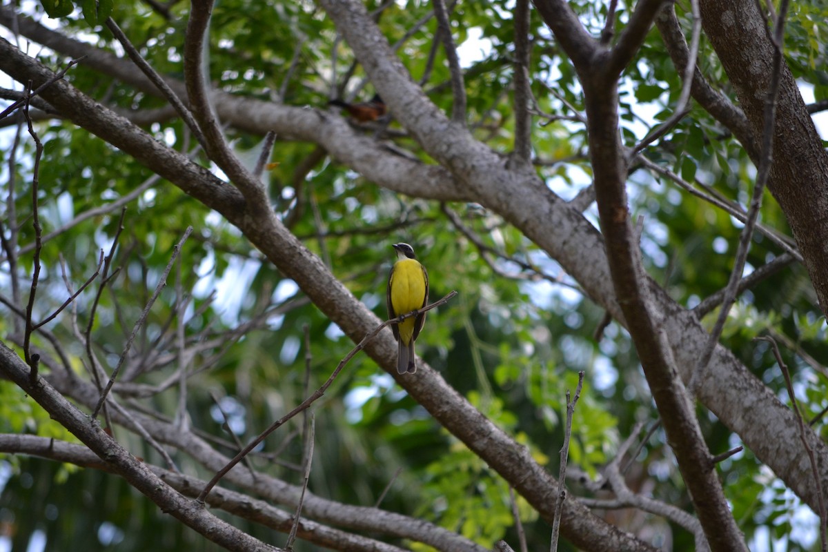 Sosyal Tiran - ML645256260