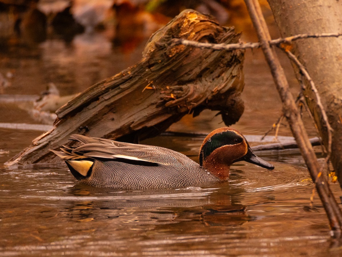 Green-winged Teal (Eurasian) - ML645256264