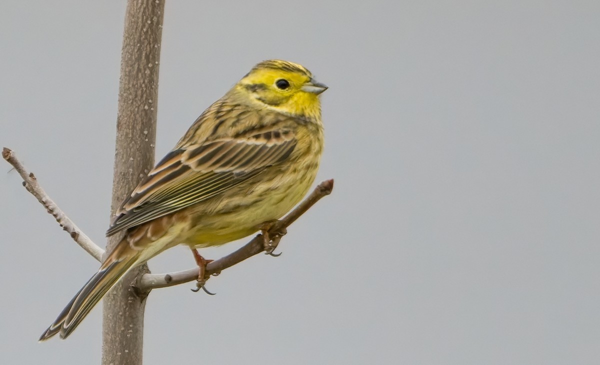 strnad obecný - ML645256265