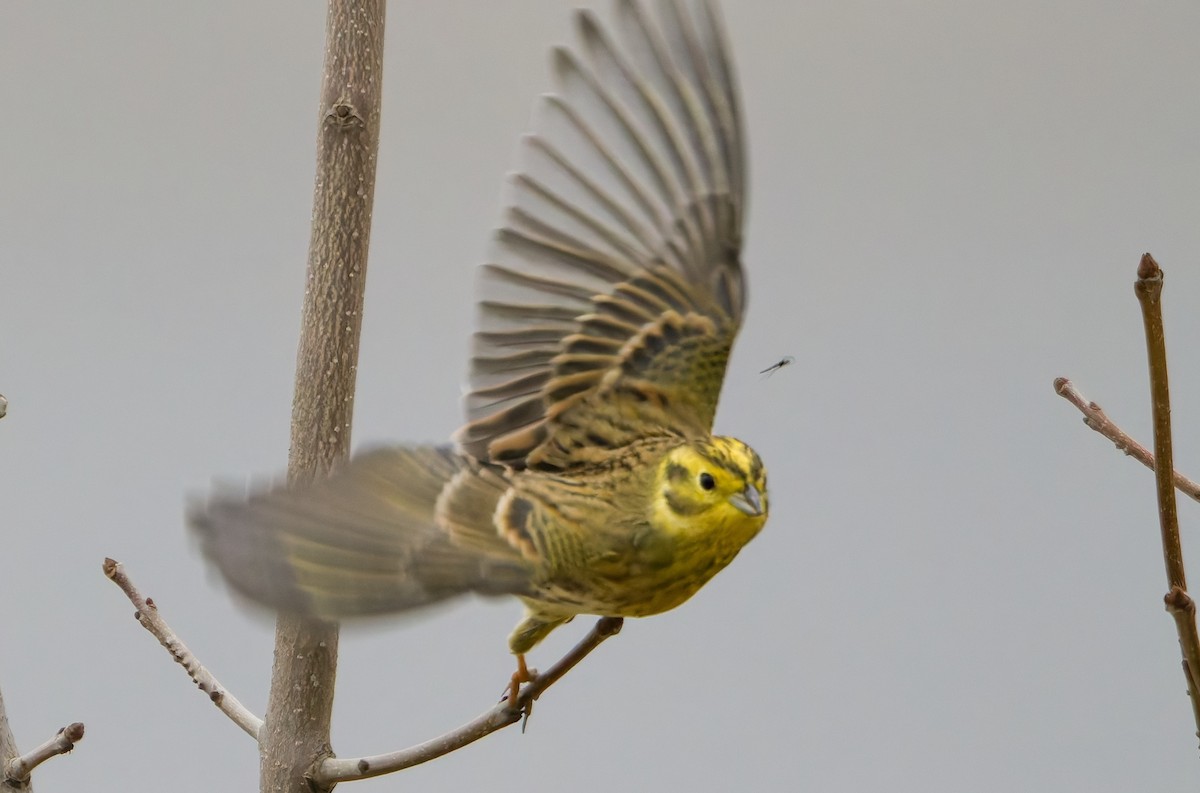 strnad obecný - ML645256266