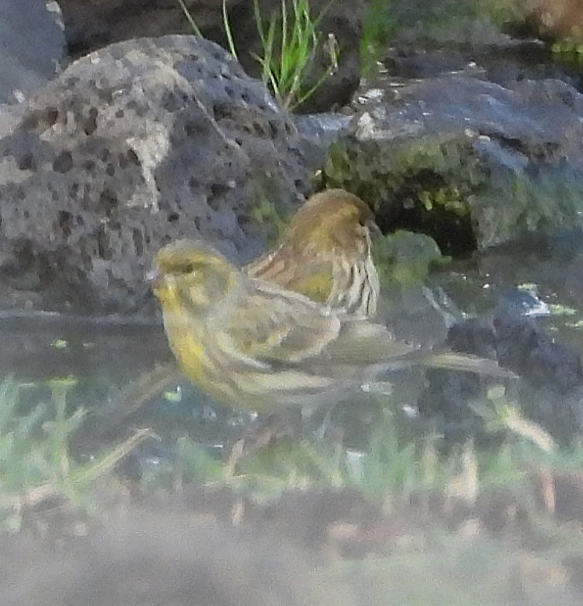 בזבוז אירופי - ML645256268