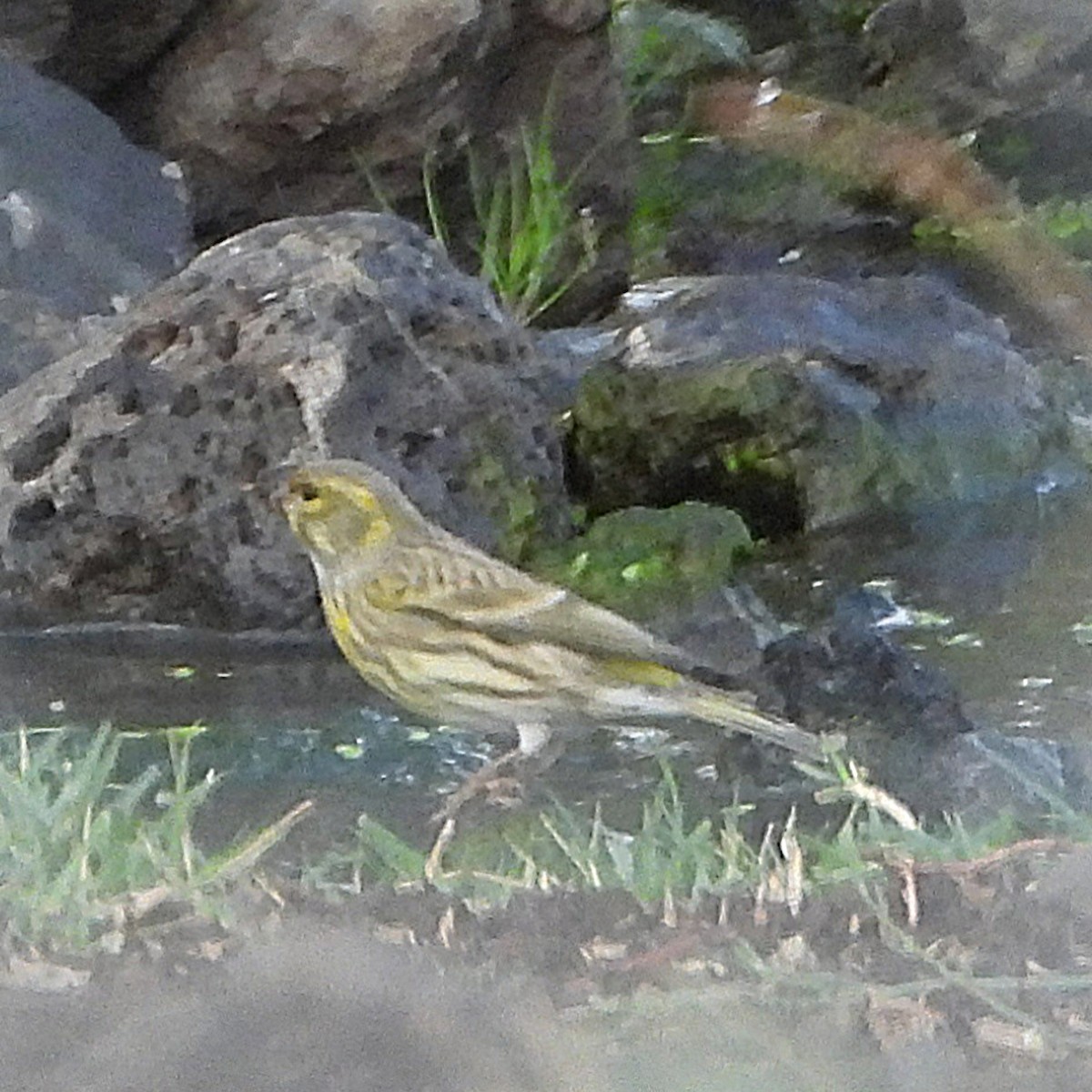 בזבוז אירופי - ML645256269