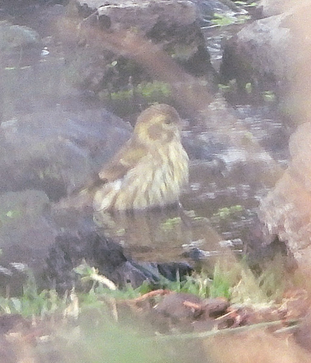 בזבוז אירופי - ML645256270