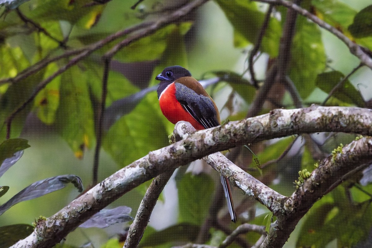 Malabar Trogon - ML645256272