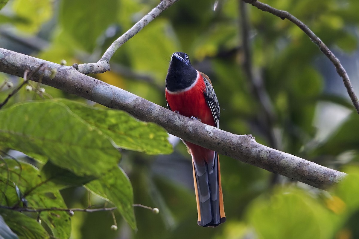 Malabar Trogon - ML645256276