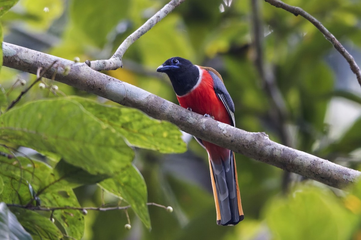 Malabar Trogon - ML645256277