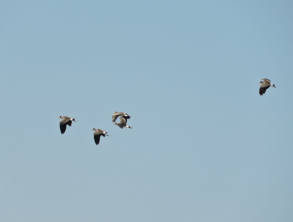 Hegabera maskaraduna - ML645256280