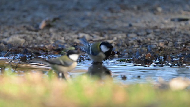 Asian Tit - ML645256281