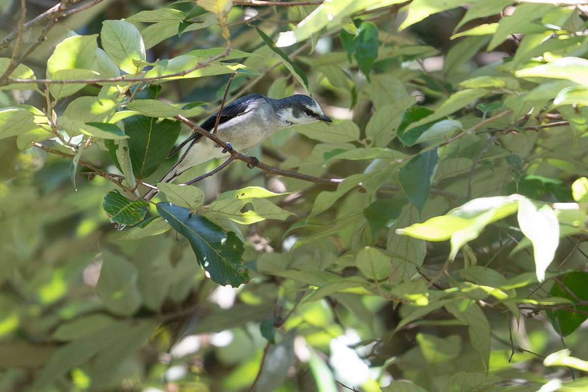 Ashy Minivet - ML645256285