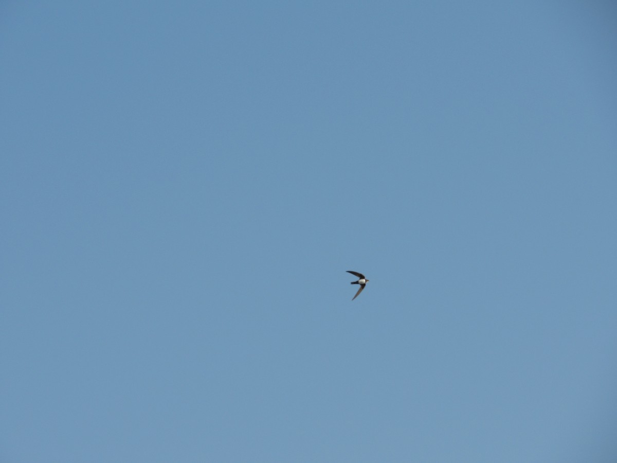 Alpine Swift - ML645256286