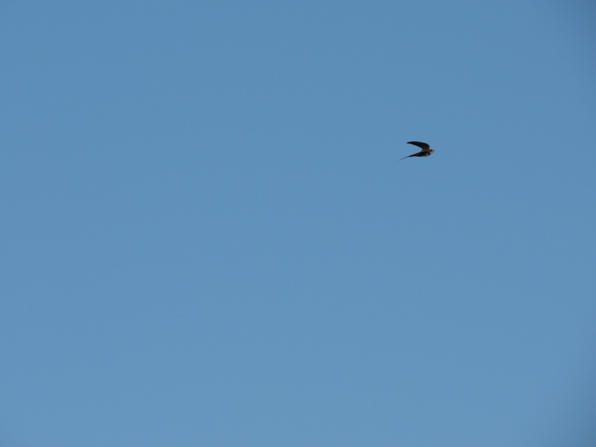 Alpine Swift - ML645256287