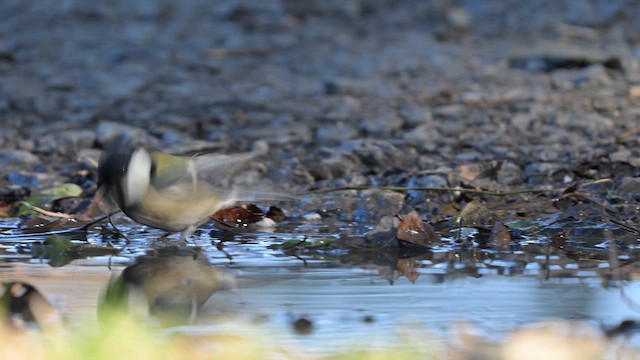 Asian Tit - ML645256290