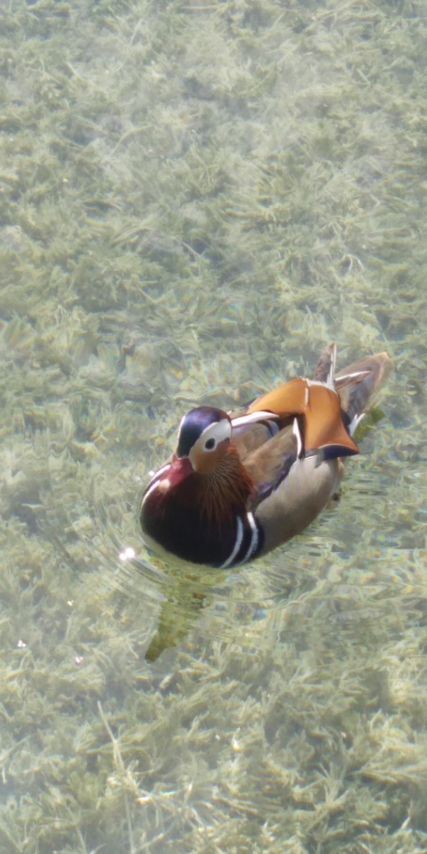 Мандаринка - ML645256322