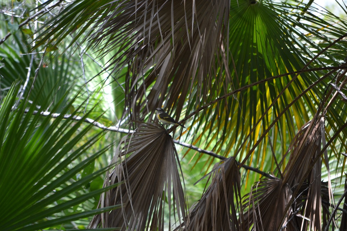 American Redstart - ML645256323
