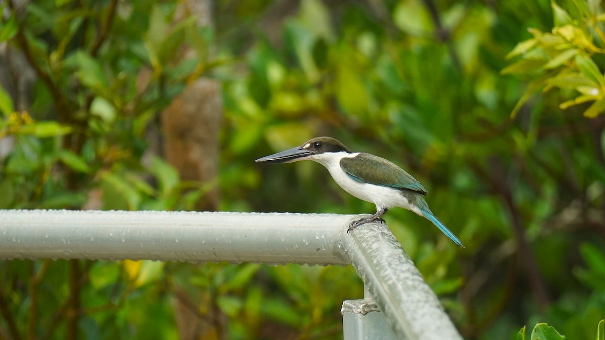 Torresian Kingfisher - ML645256324