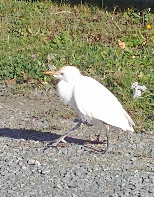 Western Cattle-Egret - ML645256333