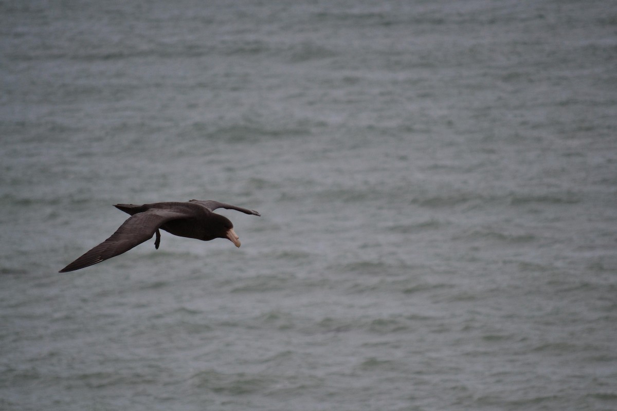 Southern Giant-Petrel - ML645256335