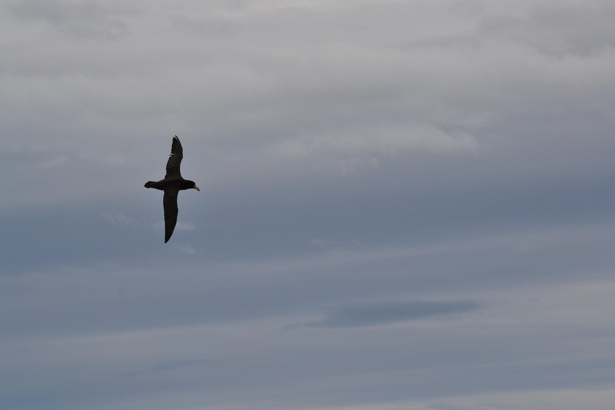 Southern Giant-Petrel - ML645256336