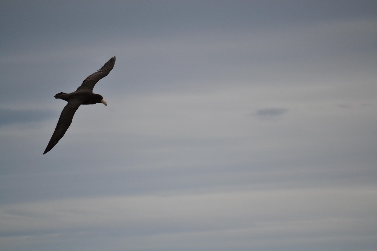 Southern Giant-Petrel - ML645256337