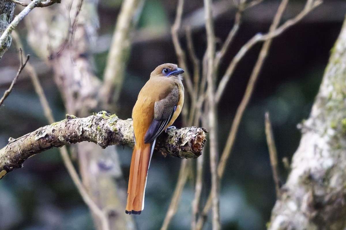 Malabar Trogon - ML645256340