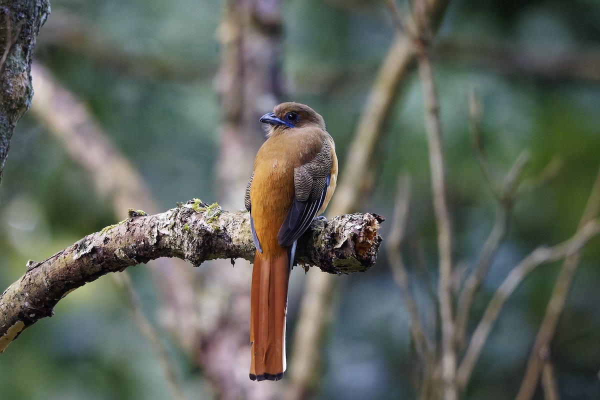 Malabar Trogon - ML645256345