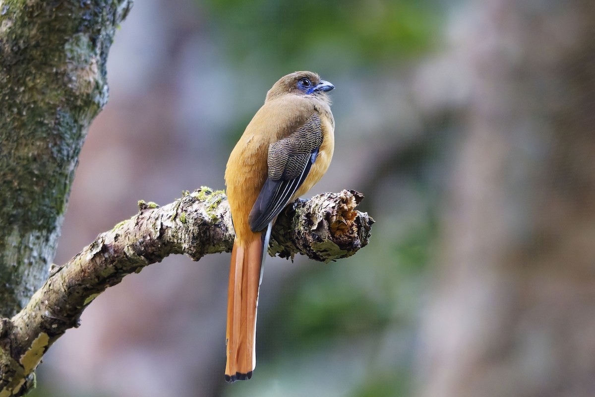 Malabar Trogon - ML645256354