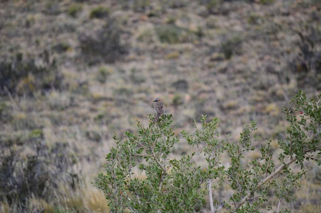 Morgenammer - ML645256355