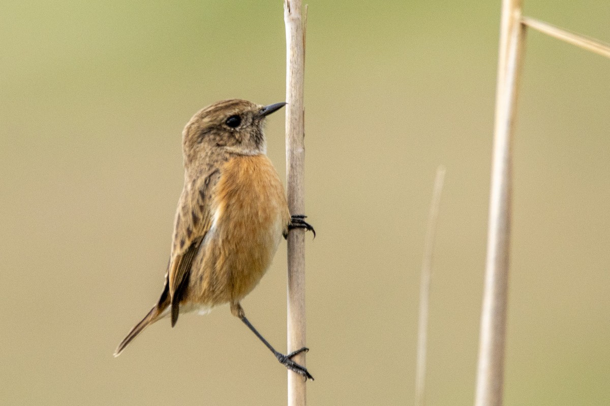 European Stonechat - ML645256375