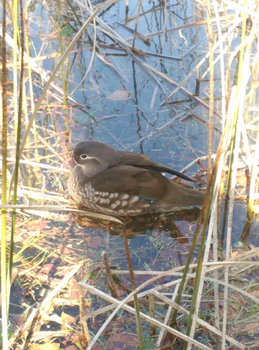 Мандаринка - ML645256378