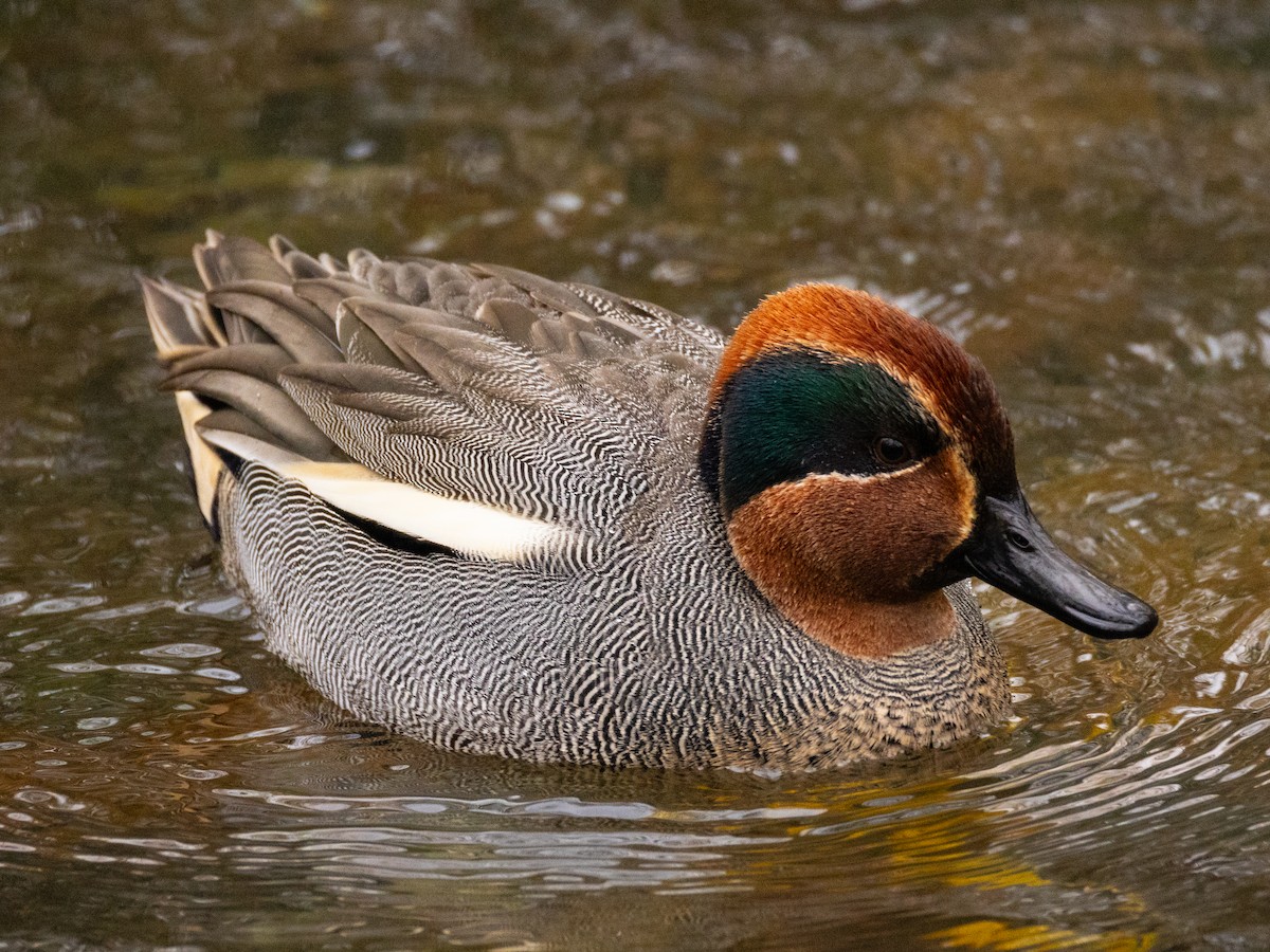 Green-winged Teal (Eurasian) - ML645256392