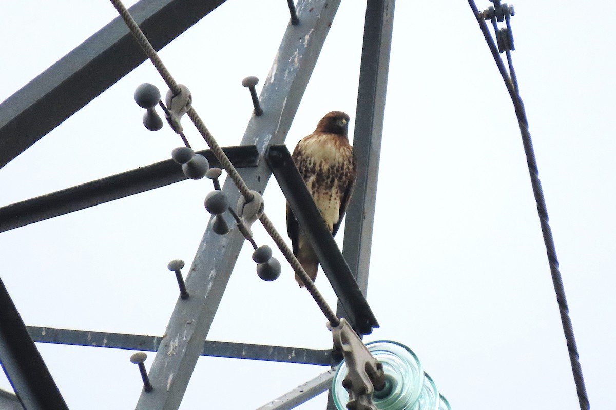 Red-tailed Hawk - ML645256420