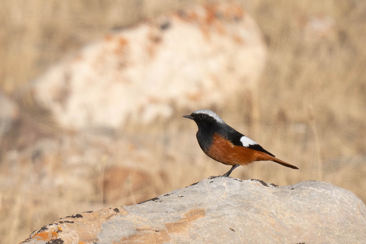 White-winged Redstart - ML645256421