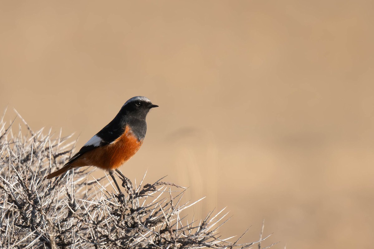White-winged Redstart - ML645256422