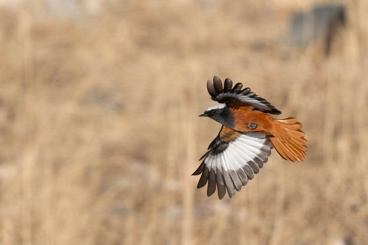 White-winged Redstart - ML645256423