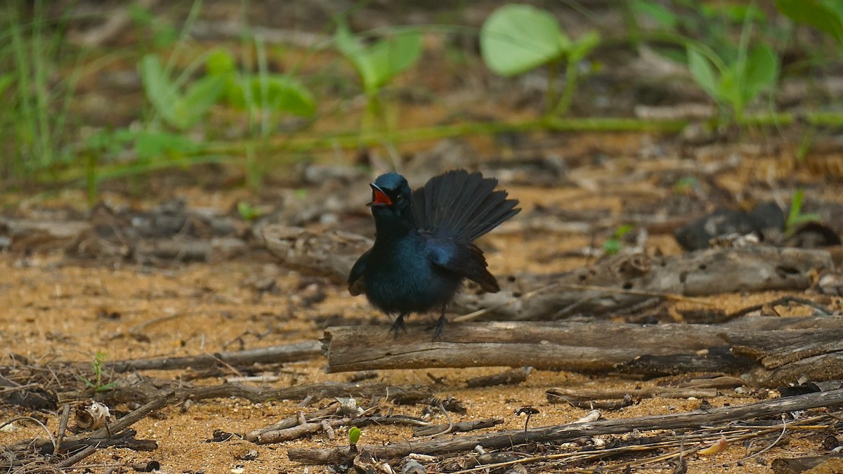 Shining Flycatcher - ML645256424