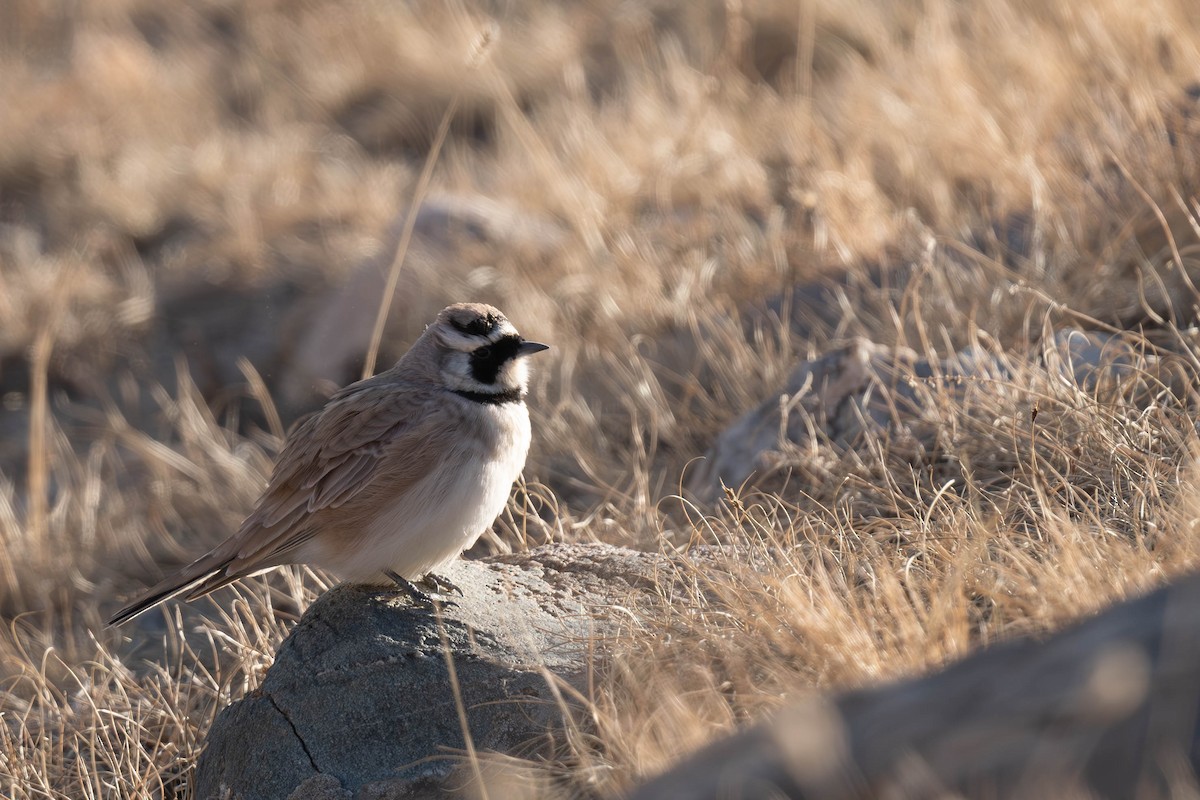 Horned Lark - ML645256432