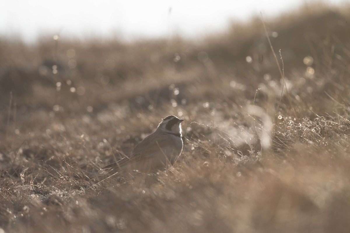 Horned Lark - ML645256433