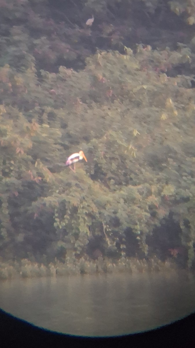 Painted Stork - ML645256443