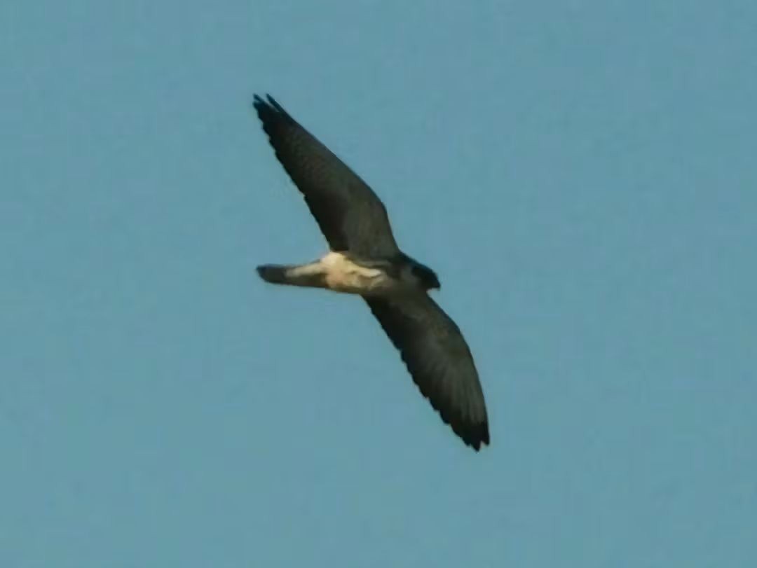 Amur Falcon - ML645256481