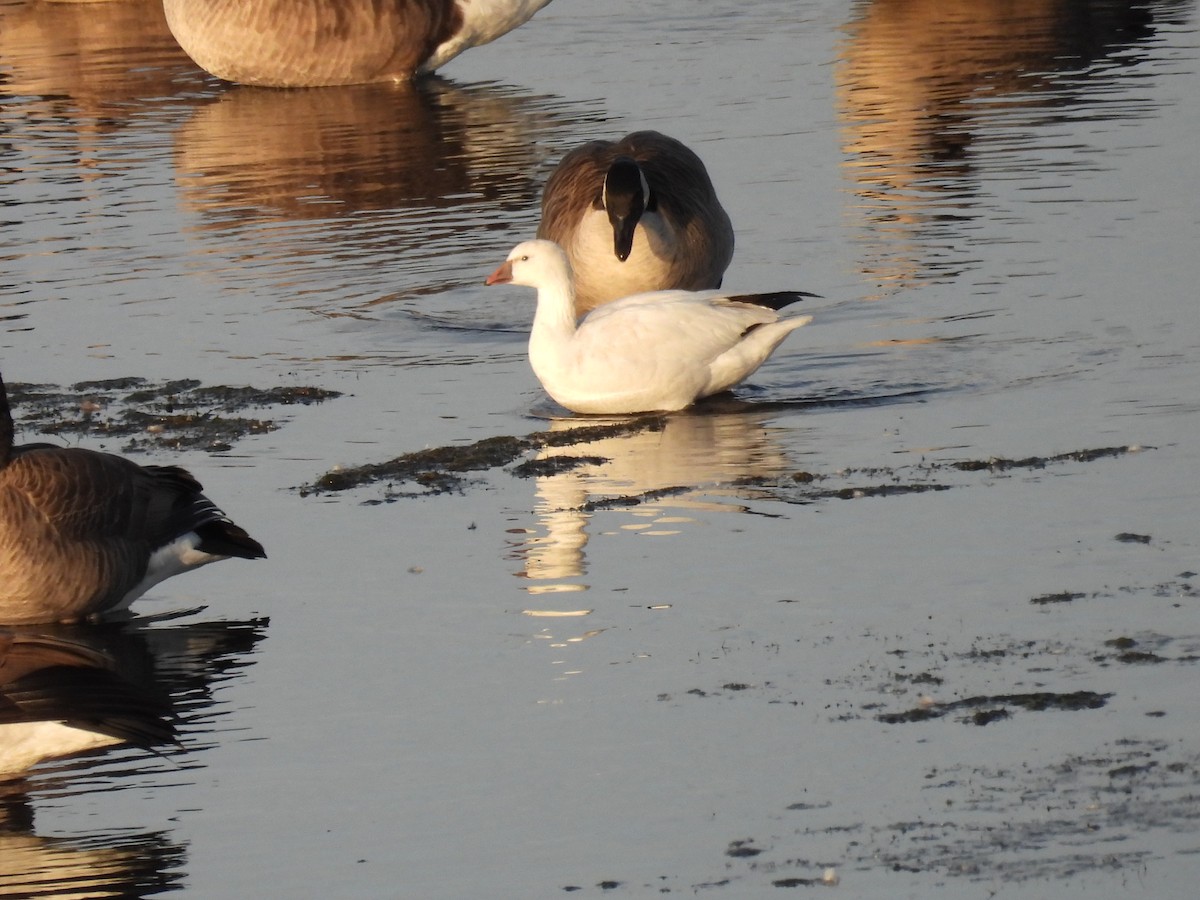 Ross's Goose - ML645256484