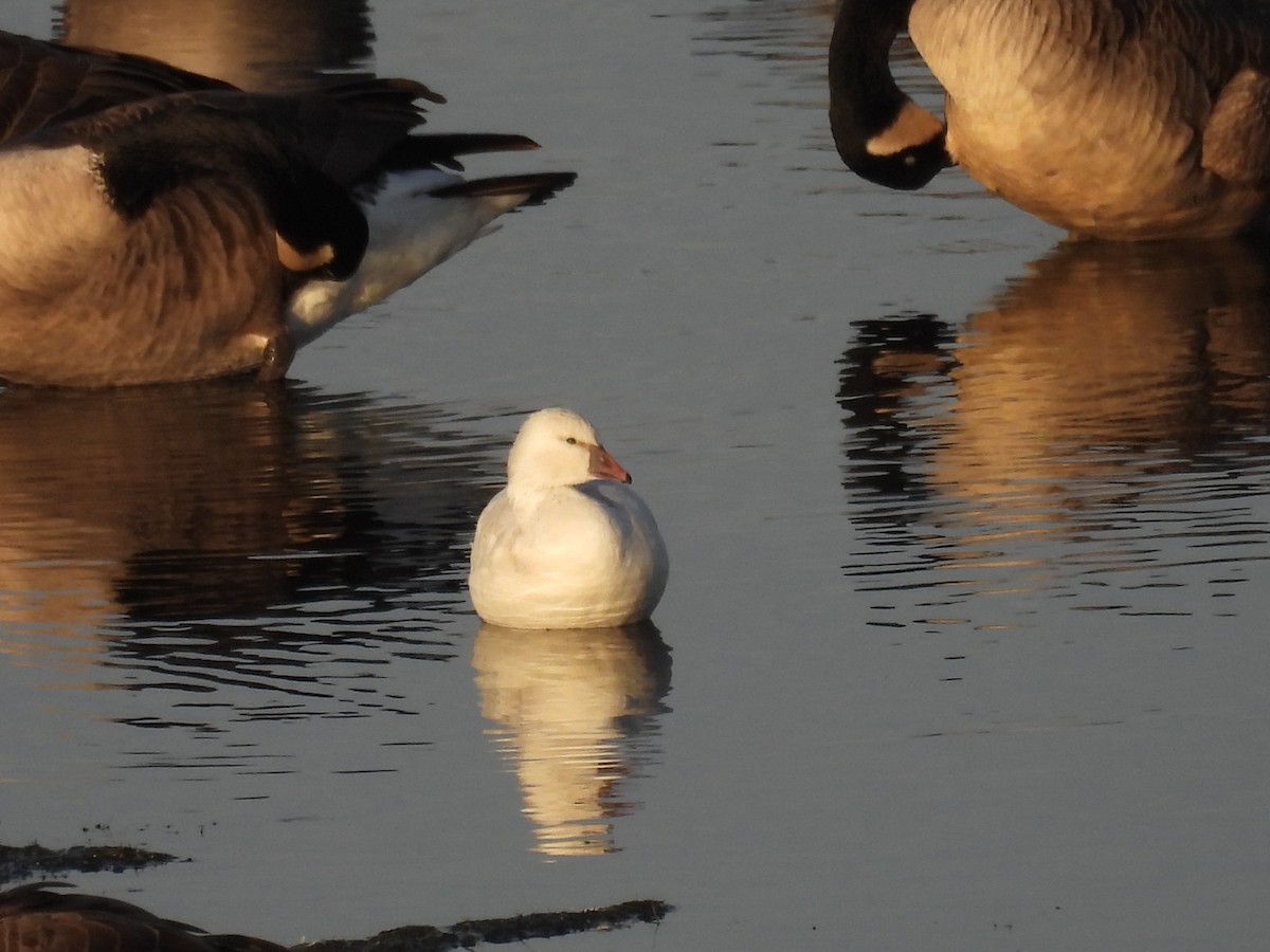 Ross's Goose - ML645256485