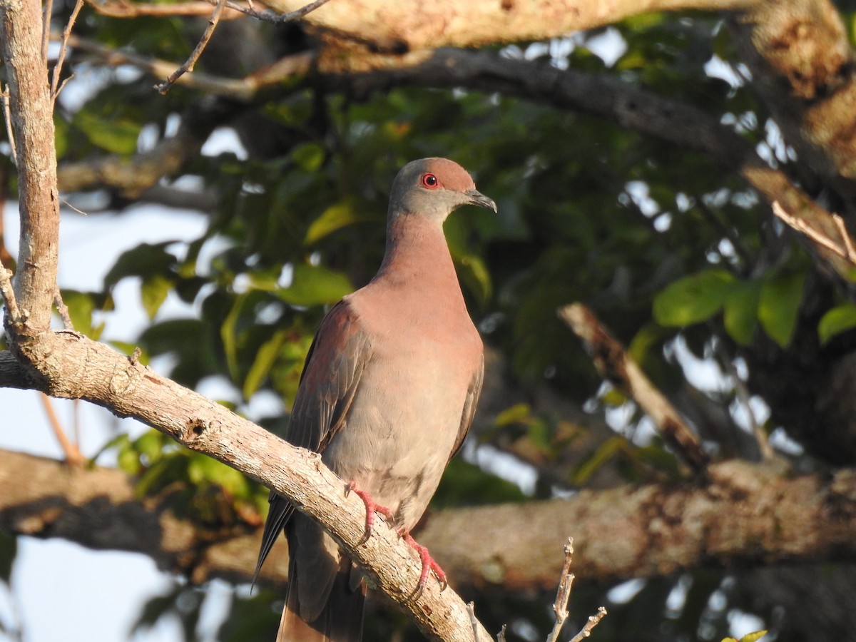 Pale-vented Pigeon - ML645256501
