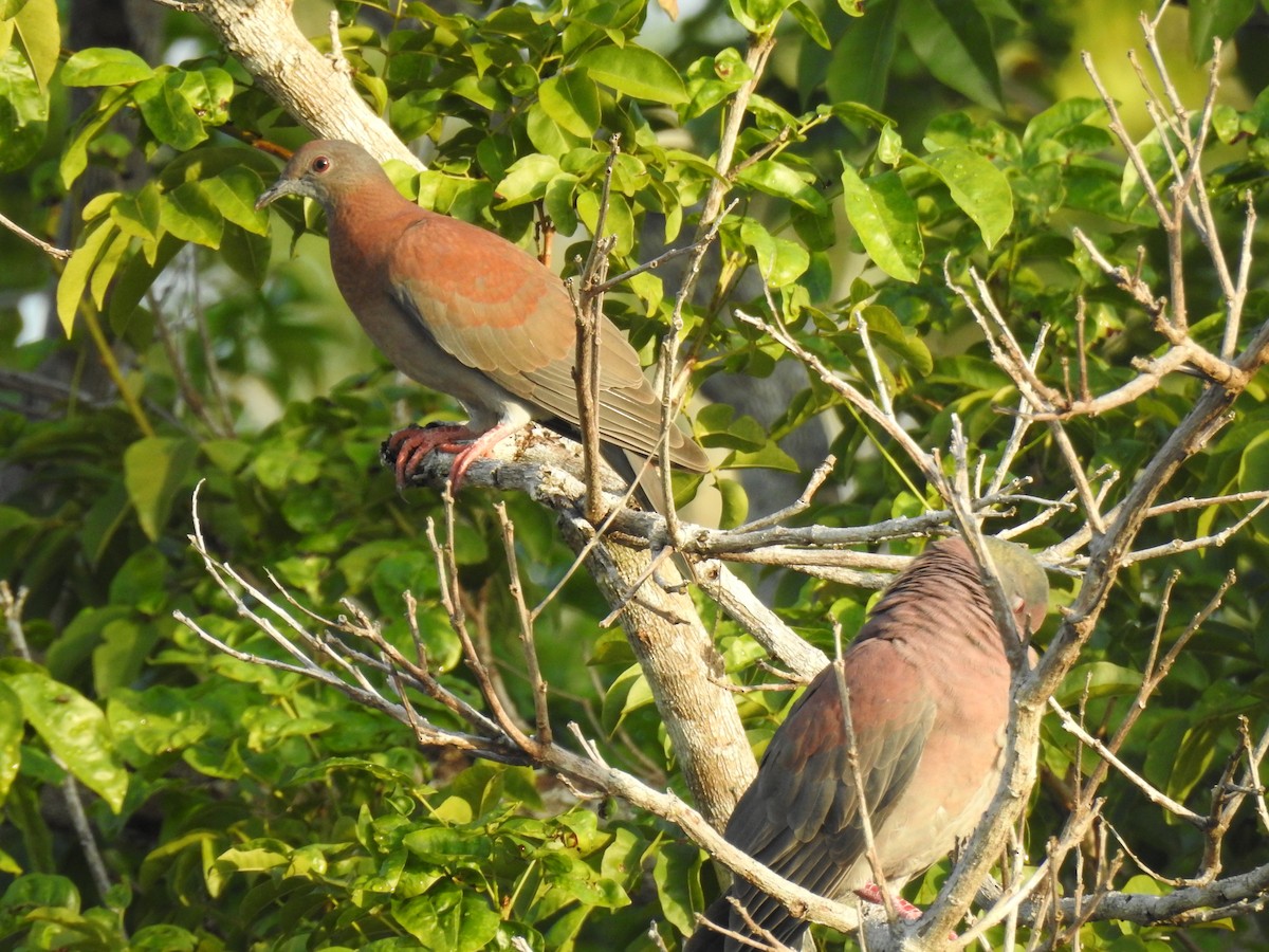 Pale-vented Pigeon - ML645256503