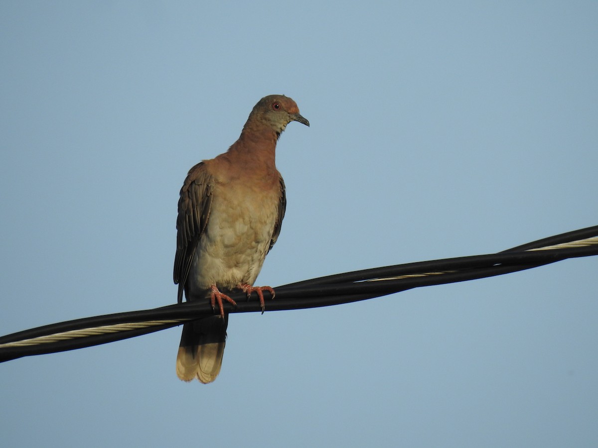 Pale-vented Pigeon - ML645256505