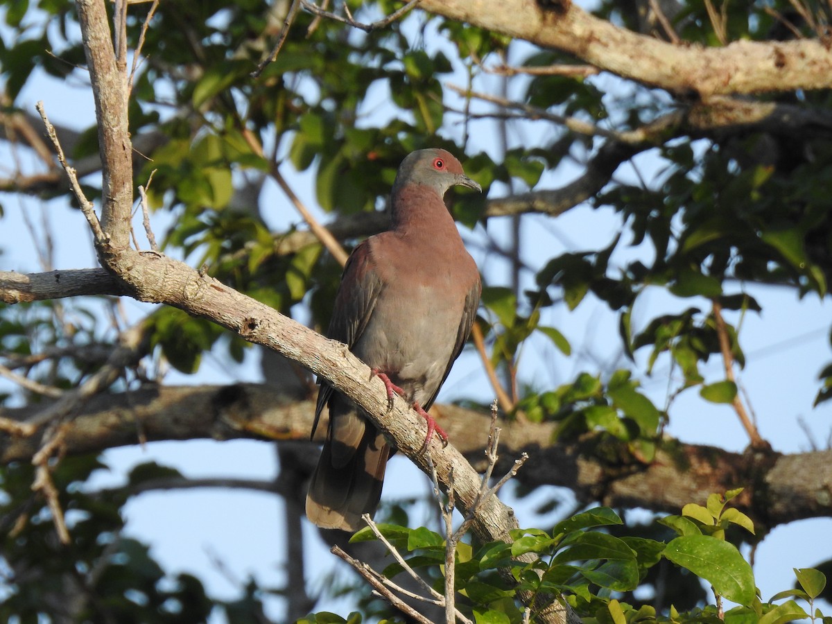 Pale-vented Pigeon - ML645256508