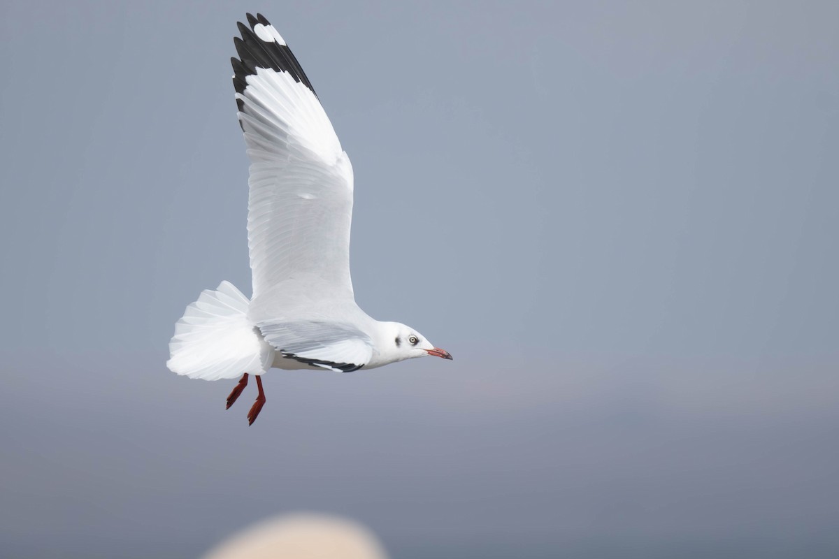 racek hnědohlavý - ML645256510