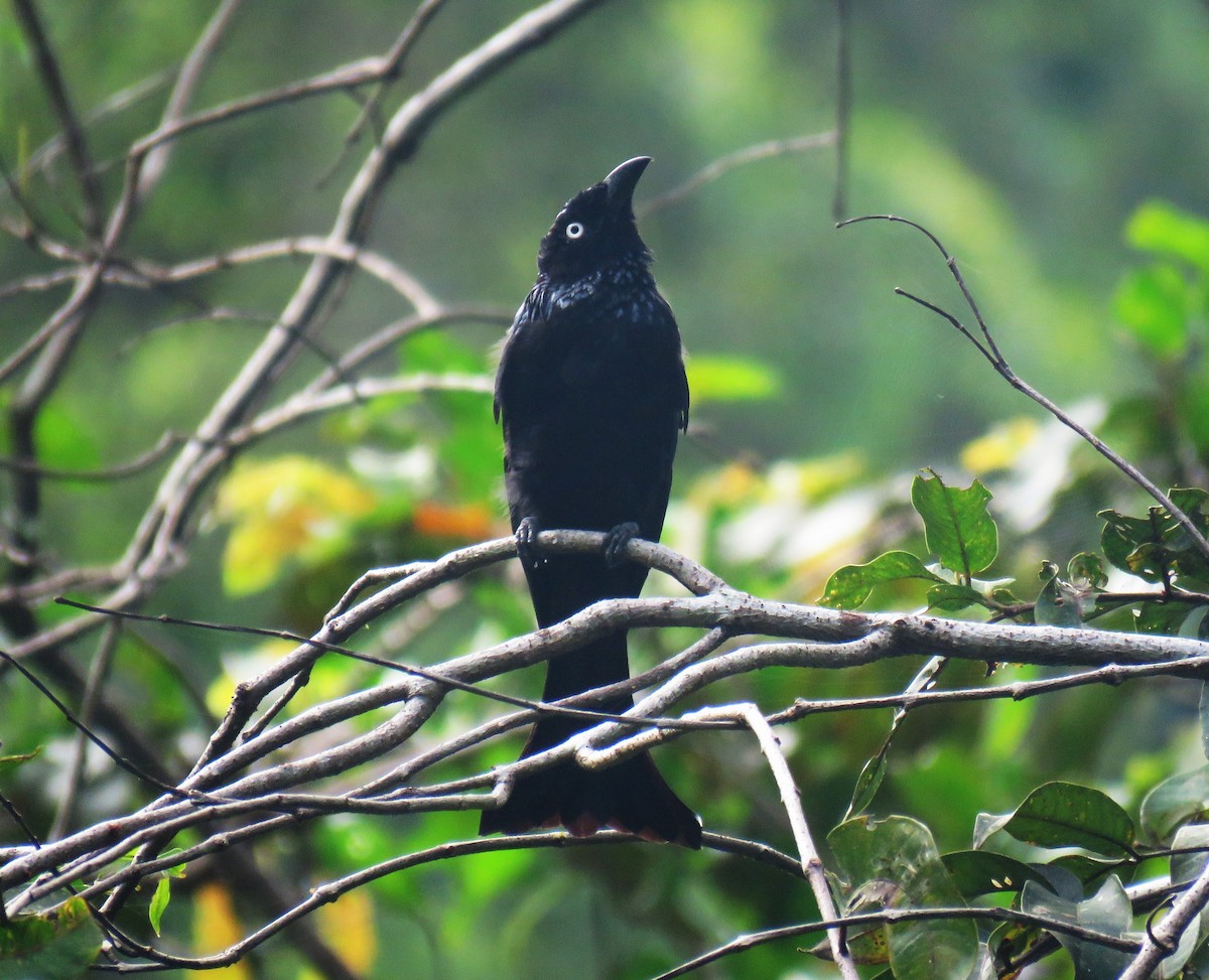 Hair-crested Drongo (White-eyed) - ML645256522