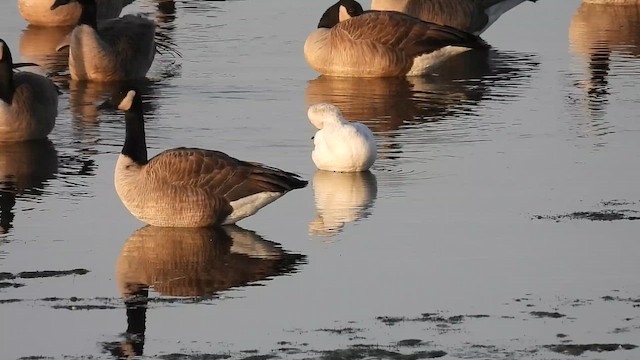 Ross's Goose - ML645256537
