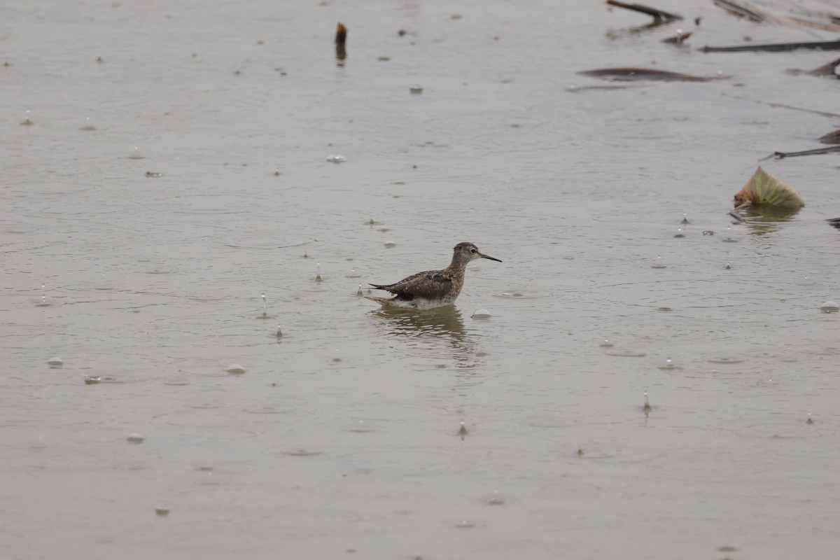 タカブシギ - ML645256538