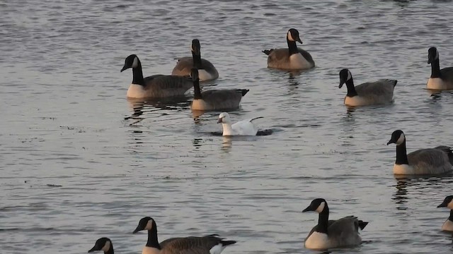 Ross's Goose - ML645256542